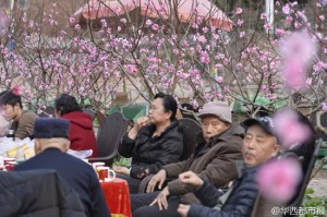 也是拼了！ 成都农家乐扎假桃花吸引游客(组图)