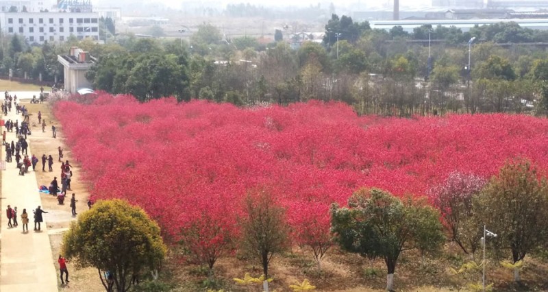 为了看这片花海，人们不惜爬进监狱…(高清组图)