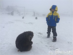 俺老孙回来了！峨眉山向路人求救猴王康复再称王