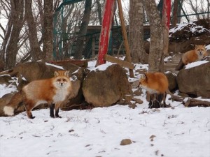 揭秘日本神秘“狐狸村”：遍地动物不怕人(组图)