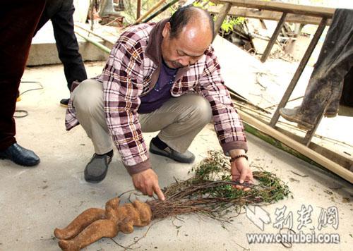 防骗！8000元买“人形何首乌” 就是块山药(图)