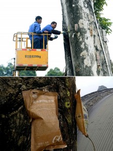 贵州到广西：300岁失窃“树王”复活记(高清组图)