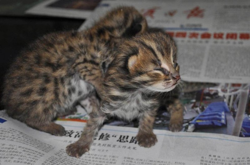 西来宾村民甘蔗地发现野生豹猫 像豹又像猫(组图)