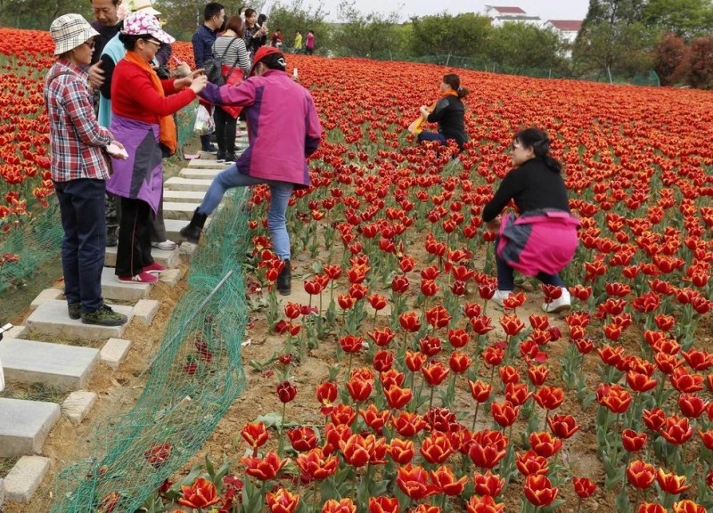 大妈无视警告牌 “踏春伤花”秀拍照(高清组图)