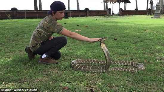 12岁正太抚摸眼镜王蛇, 这熊孩子简直花样作死啊!