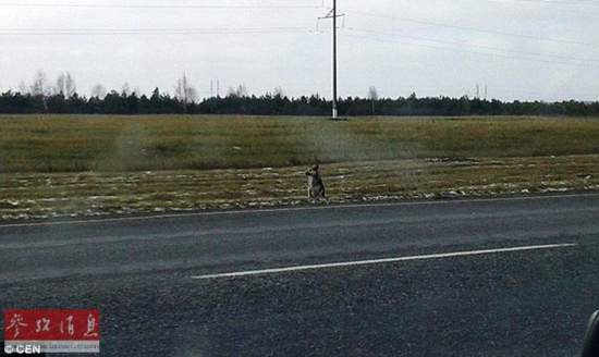 俄罗斯忠犬路边守候一年 等候已逝主人(组图)