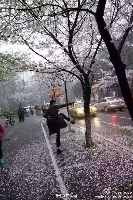 南京游人为制"樱花雨"用脚踹树 爬树拍照(组图)