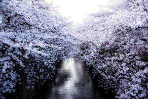 来不及看日本樱花 就赏几张国家地理的盛景图吧