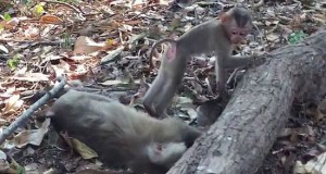 泰国一母猴死于车祸 小猴抱尸哭泣不愿离去(图)