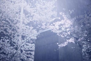 武大现真正"樱吹雪" 宛如仙境美哭网友(组图)