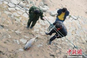 福建泉州江豚搁浅被确认死亡 眼角含血泪(图)