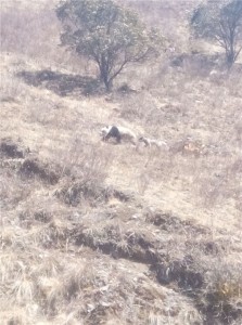 大熊猫下山被狗穷追猛赶 长得胖跑不过狗(组图)