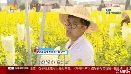 曝大学生实验田油菜花被游客摘 或无法毕业(图)