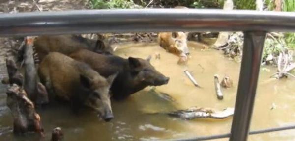 游客诱野猪下河 巨鳄突张大嘴撕咬致死 场面恐怖