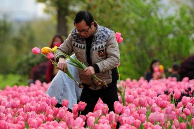 江西九江花博会 游客疯狂采花践踏花田(组图)