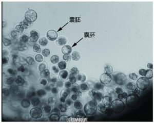 “不可能完成”的任务，中国科学家做到了(图)