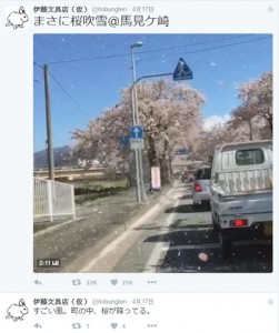 宛如电影场景 日本网友拍下绝美“樱吹雪”(图)