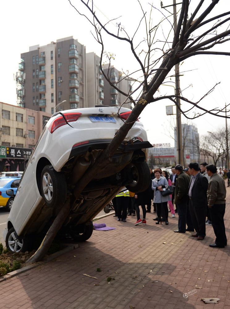 女司机把油门当刹车 撞完电动车又倒车爬上树(图)