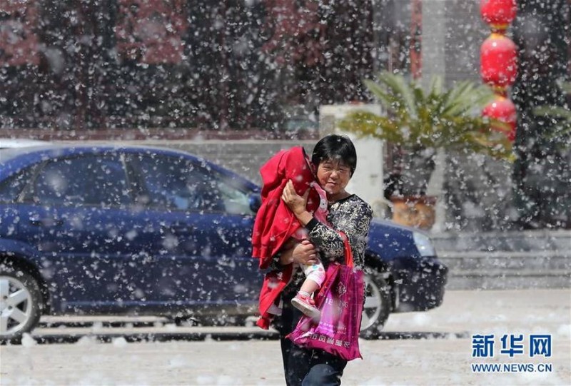 多地柳絮纷飞如“四月飘雪” 画面虽美需小心(图)