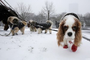 美国波士顿四月遇暴雪天气 大雪纷飞(高清组图)