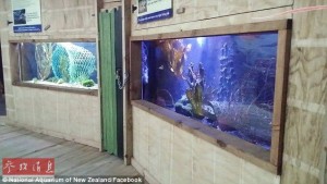 章鱼从水族馆中逃回海洋 计划缜密令人惊叹(组图)