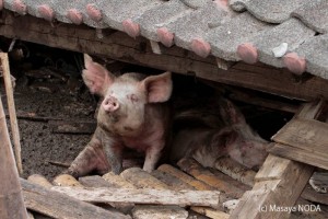 自叹未生在中国！熊本地震“猪坚强”被送屠宰场