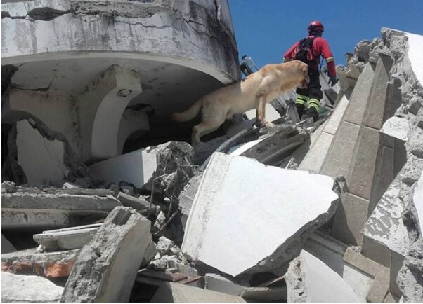 厄瓜多尔地震 搜救犬救7人后脱水殉职(组图)