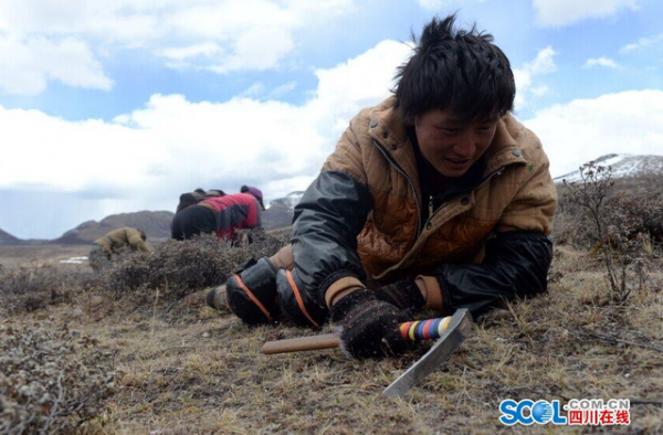 场面震撼！海拔5000米雪域高原万人挖虫草(图)