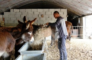 农民卖太岁赚近300万 创业建度假村(组图)