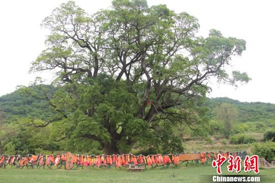 黄土高原千年古槐占地2.1亩 10人难环抱树干(图)