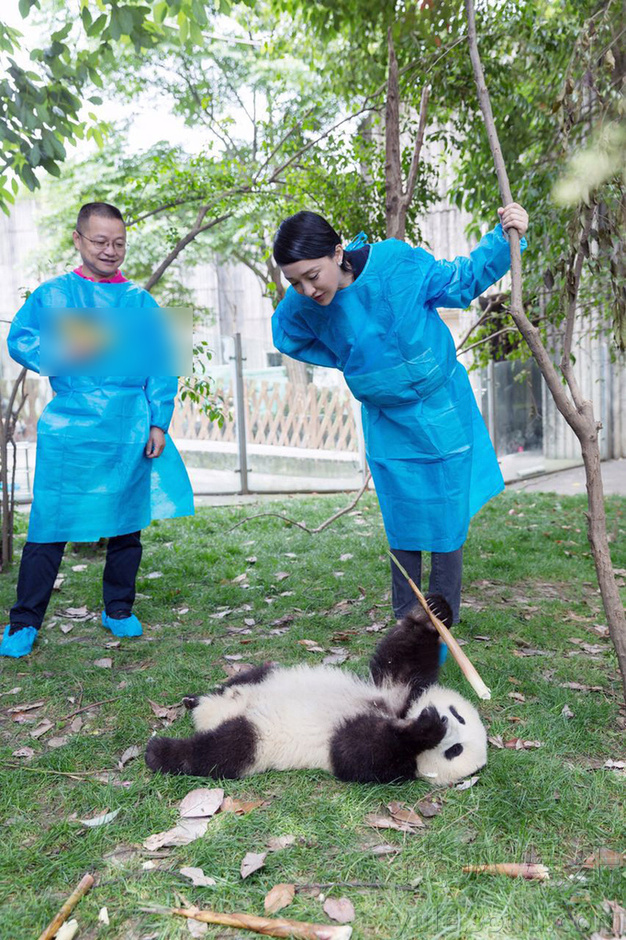 萌态十足惹人爱！周迅和小熊猫们亲密玩耍(组图)