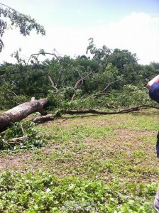 泰国尖竹汶府大树连根拔起  43只猴子睡梦中惨死