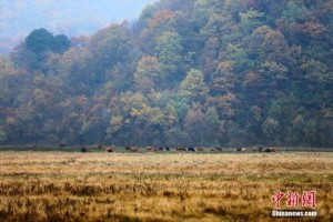 湖北神农架多名摄影爱好者无人区迷路 仍在搜救