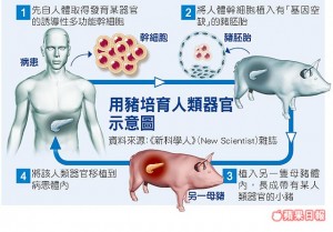 美国实验“人猪胚胎” 猪脑可能变人脑(图)