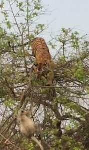 虎口逃生 母猴树顶上击败老虎救下猴宝宝(高清图)