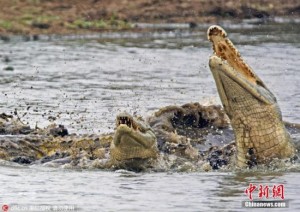 你敢参加吗？ 澳达尔文鳄鱼湾推与鳄鱼一起游泳