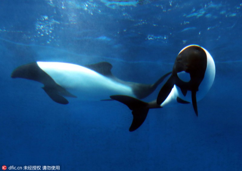 你见过吗？日本水族馆迎来熊猫海豚(图)