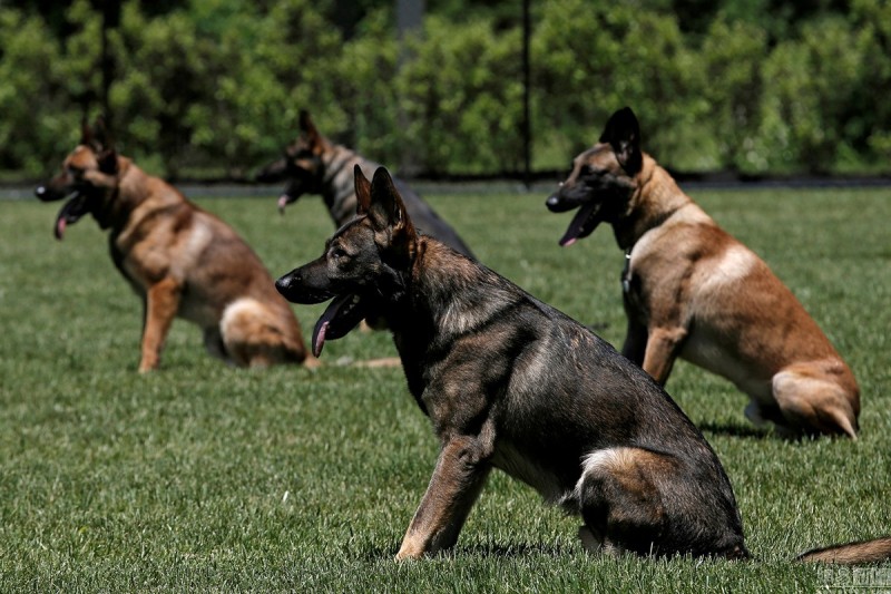 K9神探如何炼成？探访美国最大警犬训练基地(图)