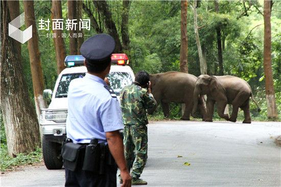 云南杀人野生象神出鬼没  林业局长曾遭两次追杀