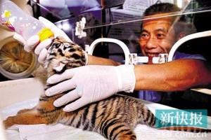 猛兽饲养员讲“虎事”:没防护遇老虎都是九死一生