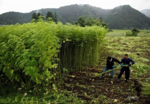 探访日本最大合法大麻农场 提取纤维制作服饰(图)