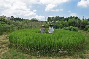 现实版“男耕女织” 广州夫妇都市种水稻染布(图)