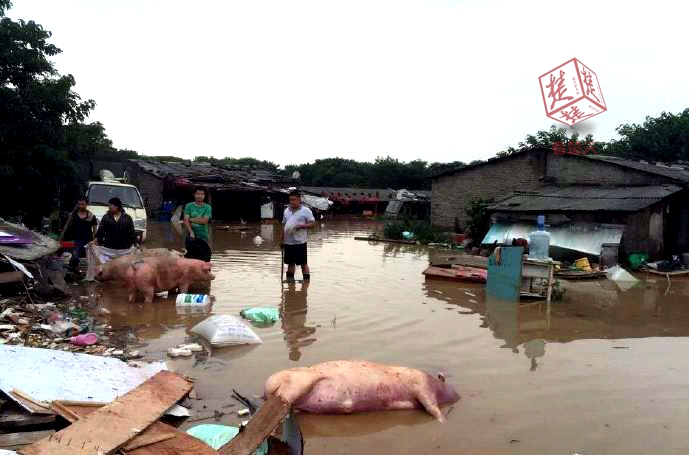 武汉:多家养猪场遭水淹 众人带猪游泳避难(图)