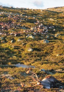 惊悚现场：挪威300多头野生驯鹿遭遇雷电劈死