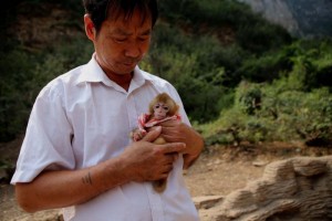 野猴刚满月不幸丧母 护林员捡回抚养如亲孙(组图)