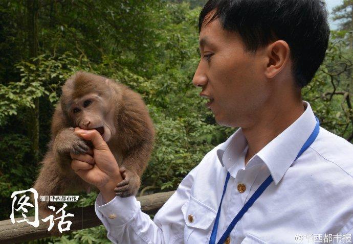 防止“大师兄”闹事 峨眉山猴倌手拿弹弓管猴(图)