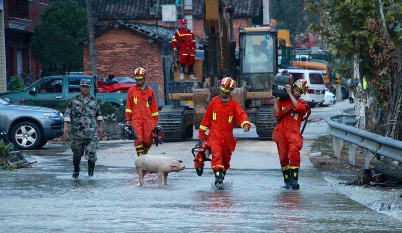 浙江遂昌滑坡现场：小猪为救援人员"带路"(组图)