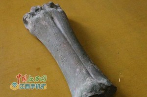 江西老人拾不明生物脚骨: 刻似甲骨文符号(组图)