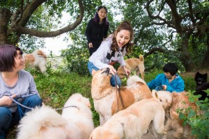 美国母亲在中国:她在广州当起了流浪狗的妈妈(图)