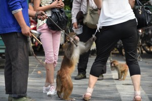 耍猴人唆猴强行抱人乞讨 游客受惊吓(高清组图)